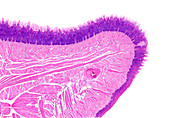 Human tongue tip, light micrograph