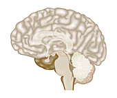 Human brain, ilustration