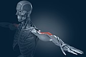 Triceps brachii muscle, illustration