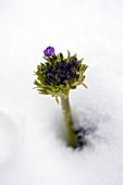 Drumstick primula (Primula denticulata) emerging from snow