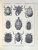 Ticks, illustration