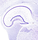 Hippocampus, light micrograph