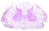 Human spinal cord, light micrograph