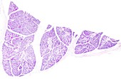 Submaxillary gland, light micrograph