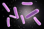 Faecalibacterium prausnitzii bacteria, illustration