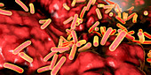 Faecalibacterium prausnitzii bacteria, illustration