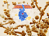 Drug resistance in candidiasis infection, illustration