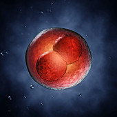 Two-cell embryo, illustration