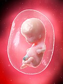 Foetus at week 10, illustration