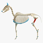 Horse adductor muscle, illustration