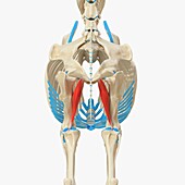Horse adductor muscle, illustration