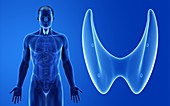 Male thyroid gland, illustration