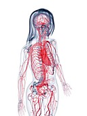 Healthy female vascular system, illustration