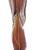 Anatomy of the knee, illustration