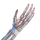 Blood vessels of the hand, illustration