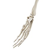 Bones of the hand, illustration