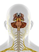 Brain anatomy, illustration