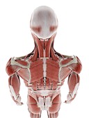 Deep back muscles, illustration