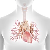 Human bronchi and heart, illustration
