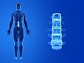 Human lumbar spine, illustration