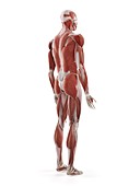 Human muscle system, illustration