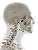 Human skull, illustration