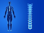 Human thoracic spine, illustration