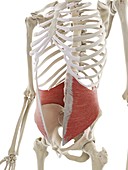 Internal oblique abdominal muscle, illustration