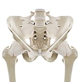 Ligaments of the hip, illustration