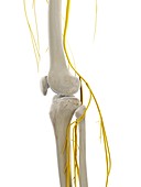Nerves of the knee, illustration