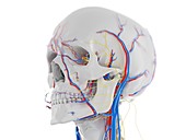 Vascular and nervous anatomy of the head, illustration