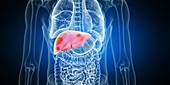 Liver tumours, illustration