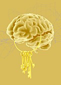 Unlocking the brain, illustration