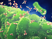 Antibodies attaching to bacteria, illustration