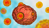 Covid-19 coronaviruses infecting human cells, illustration