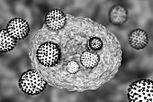 Covid-19 coronaviruses infecting human cells, illustration