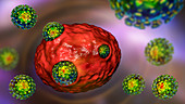 Covid-19 coronaviruses infecting human cells, illustration