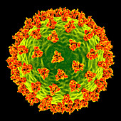 Covid-19 coronavirus particles, illustration