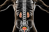 Chronic kidney disease, illustration