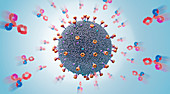 Antibodies attacking virus, illustration