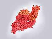 Coronavirus RNA-dependent RNA polymerase molecule