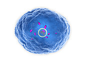 Brucella bacterium, illustration