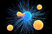 T-cell attaching to cancer cell, illustration