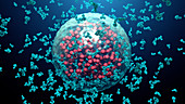 Immune response to viral infection, illustration