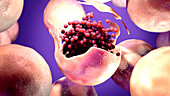 Coronavirus release from infectiedcell, illustration