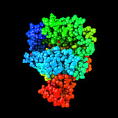 Human ACE2 receptor molecule