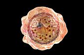 Cyst of Balamuthia amoeba, illustration