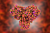 Coronavirus main protease, molecular model