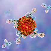 Antibodies responding to covid-19 coronavirus, illustration