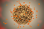 SARS-CoV-2 viruses and immune cell, illustration
